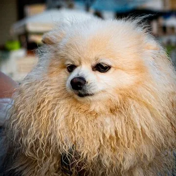 澳洲幸运10 玩法图解